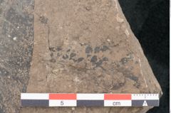 Foto (Detailansicht) von Myrica lgnitum Unger (NHMW-GEO-2024-0188-8059b)